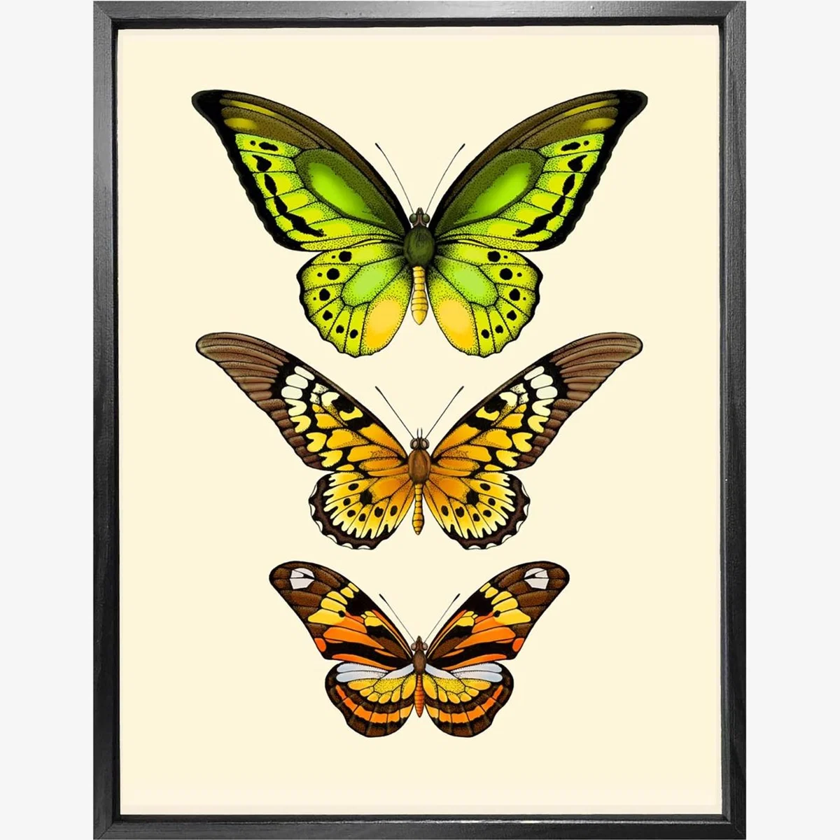 'Antique Tropical Butterflies Vi' Fine Art Print A4 Emily Carter