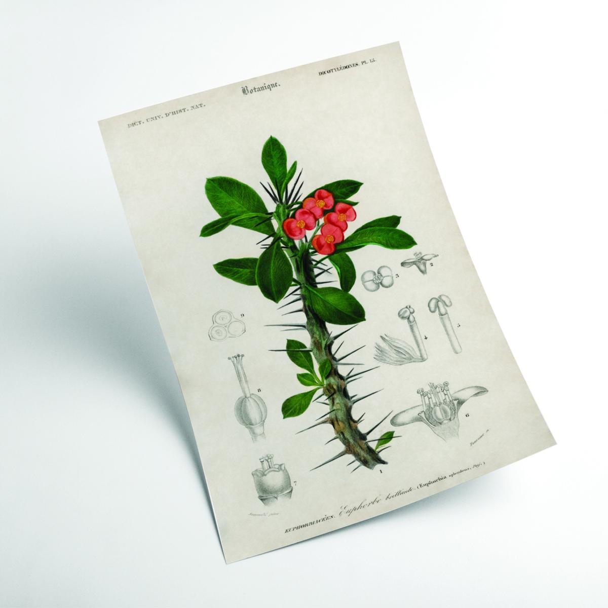 Euphorbia Splendens Large Stanley Print House – image 2