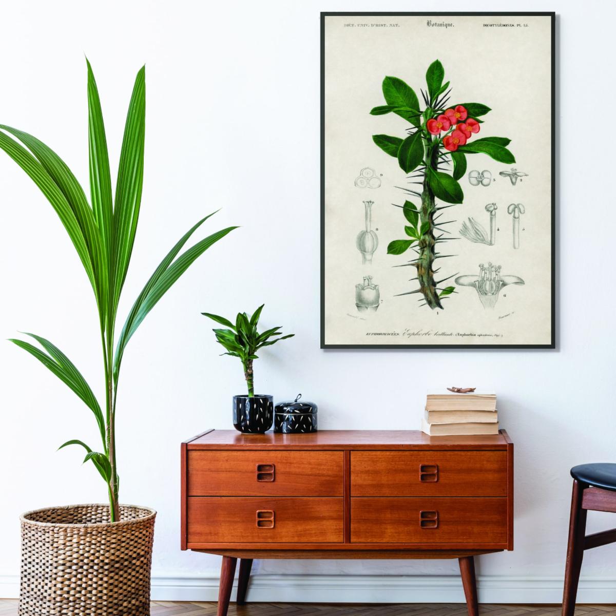 Euphorbia Splendens Large Stanley Print House – image 3