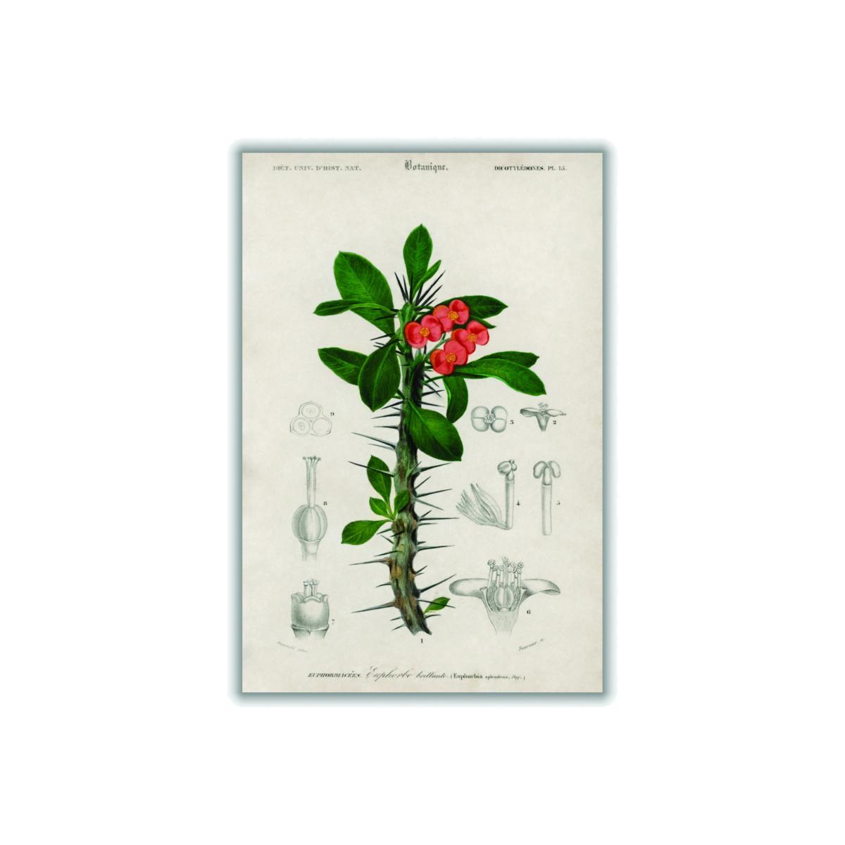Euphorbia Splendens Large Stanley Print House – image 1