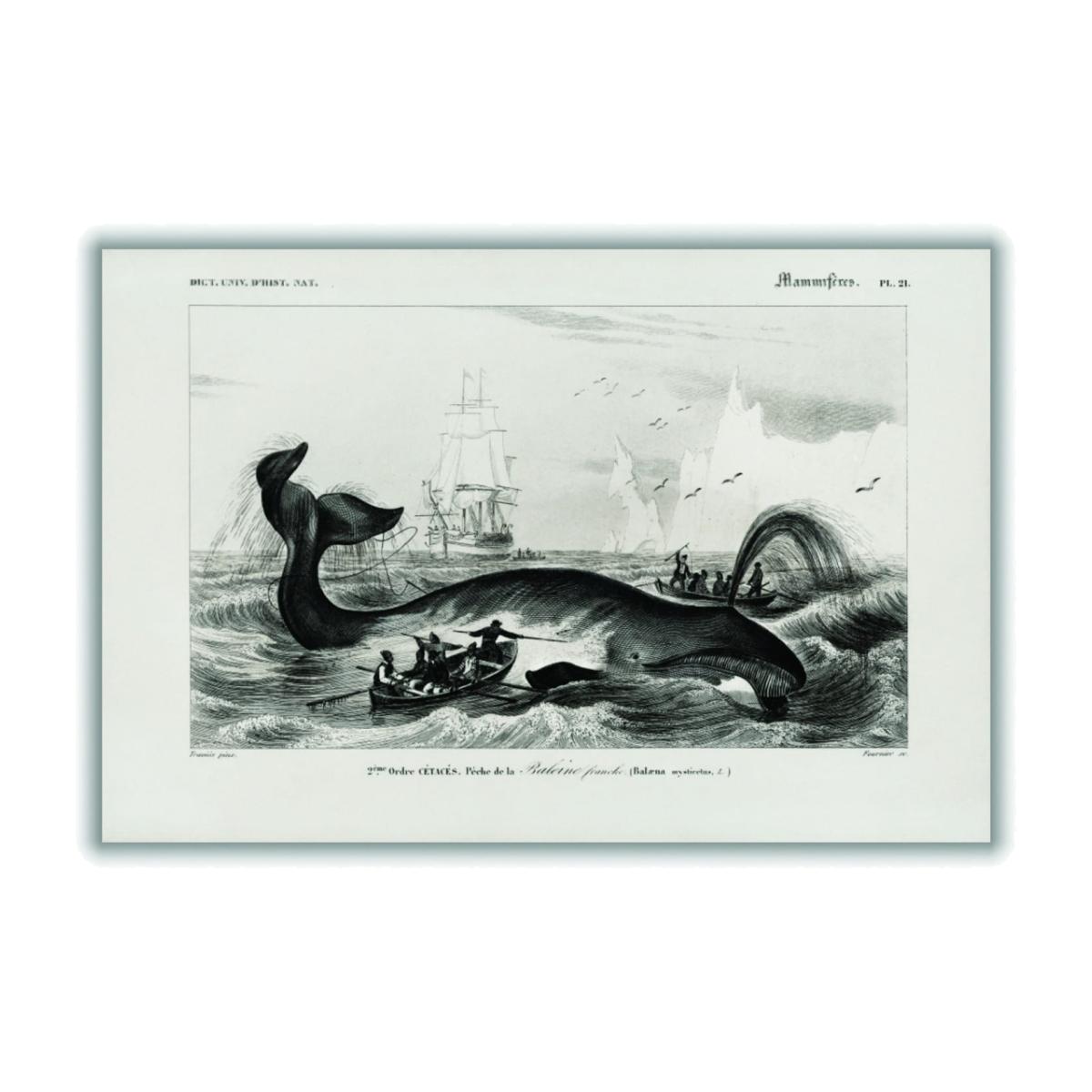 Black Bowhead Whale A1 594 X 841Mm Stanley Print House – image 1
