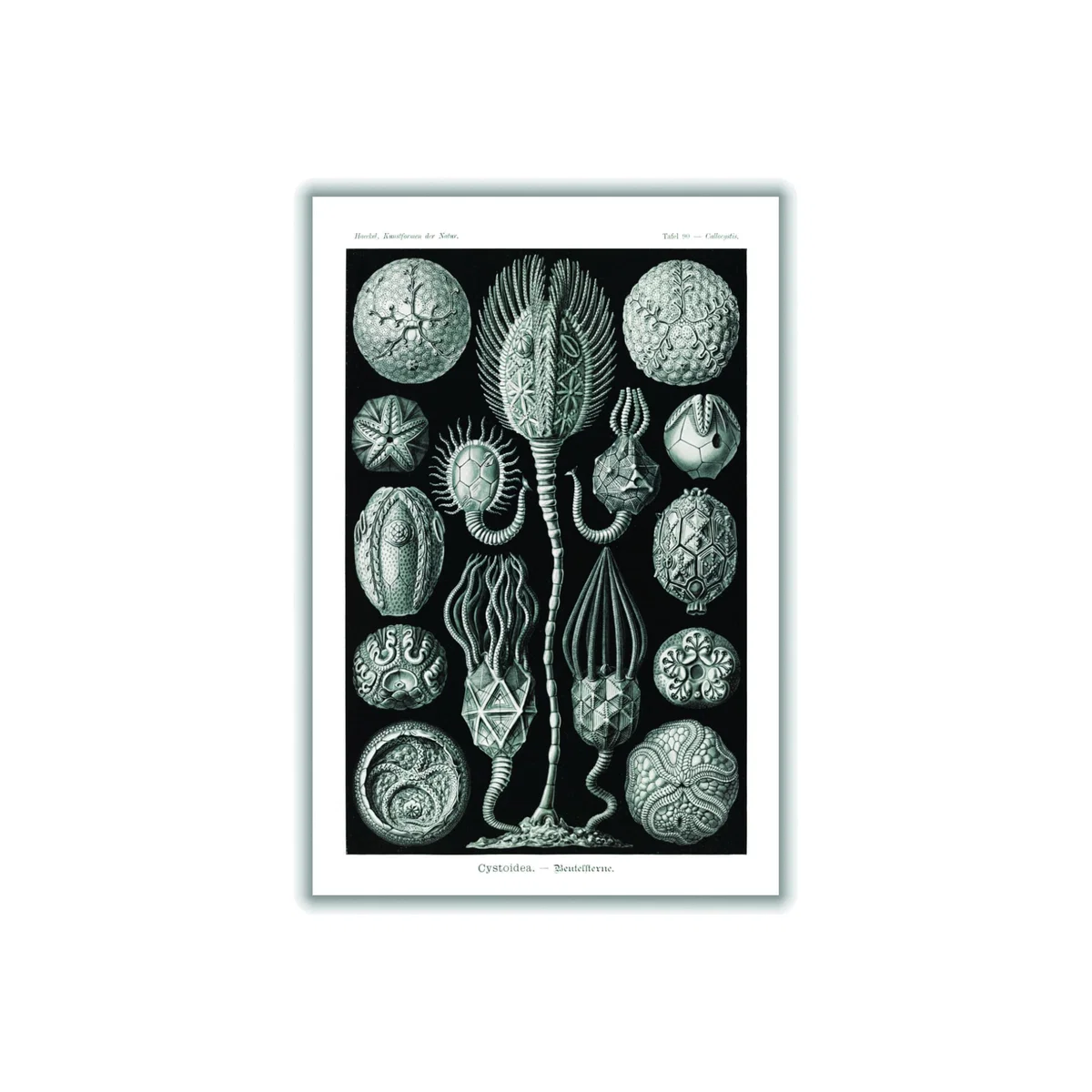 Grey Cystoidea-Beutelsterne By Ernst Haeckel Medium Stanley Print House – image 1