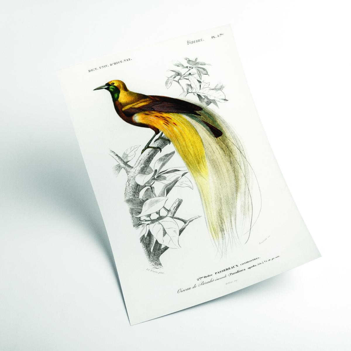 Yellow / Orange Paradisaea Apoda Extra Small Stanley Print House – image 2