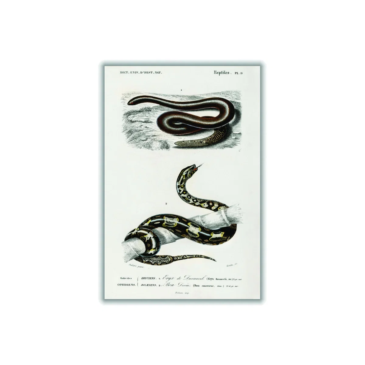 Black Eryx And The Red Tailed Boa Print A4 210 X 297Mm Stanley Print House – image 1