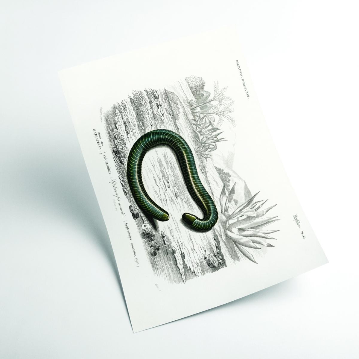 Black Ringed Caecilian A4 210 X 297Mm Stanley Print House – image 2