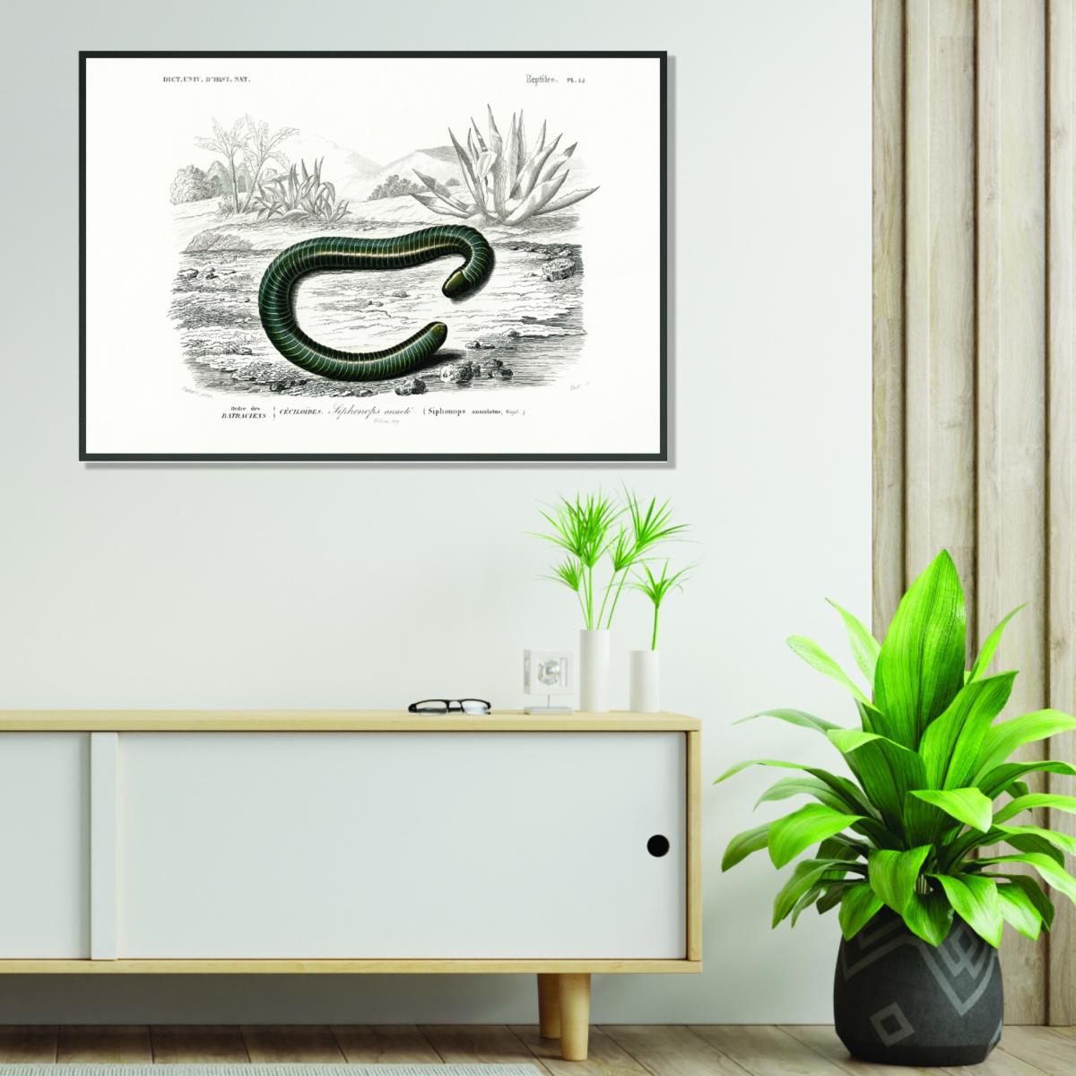 Black Ringed Caecilian A4 210 X 297Mm Stanley Print House – image 3