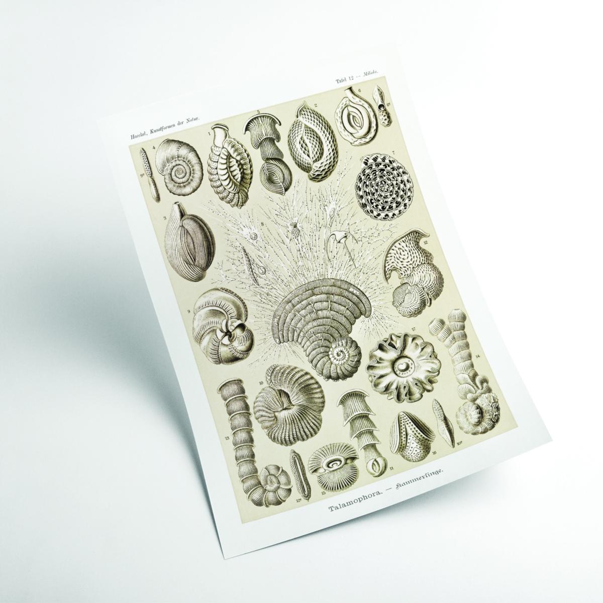 Neutrals Talamophora-Kammerlinge By Ernst Haeckel A4 210 X 297Mm Stanley Print House – image 2
