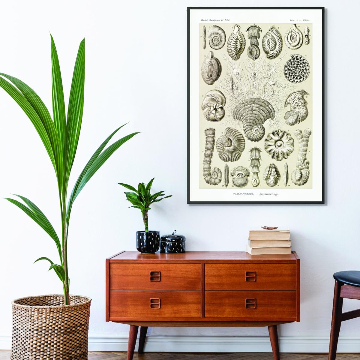 Neutrals Talamophora-Kammerlinge By Ernst Haeckel A4 210 X 297Mm Stanley Print House – image 3