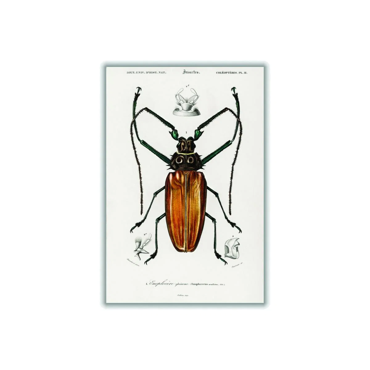 Brown Enoplocerus Armillatus Small Stanley Print House – image 1