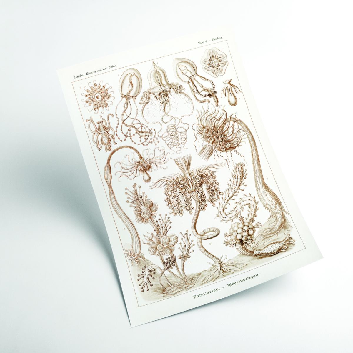 Rose Gold Diatomea-Schachtellinge I By Ernst Haeckel A1 594 X 841Mm Stanley Print House – image 2