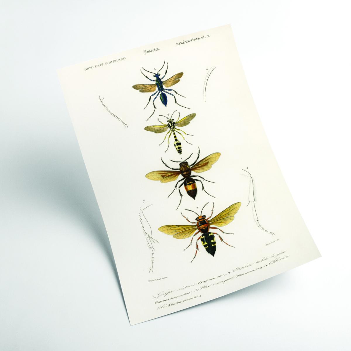 Neutrals Natural History - Different Types Of Wasps Medium Stanley Print House – image 2