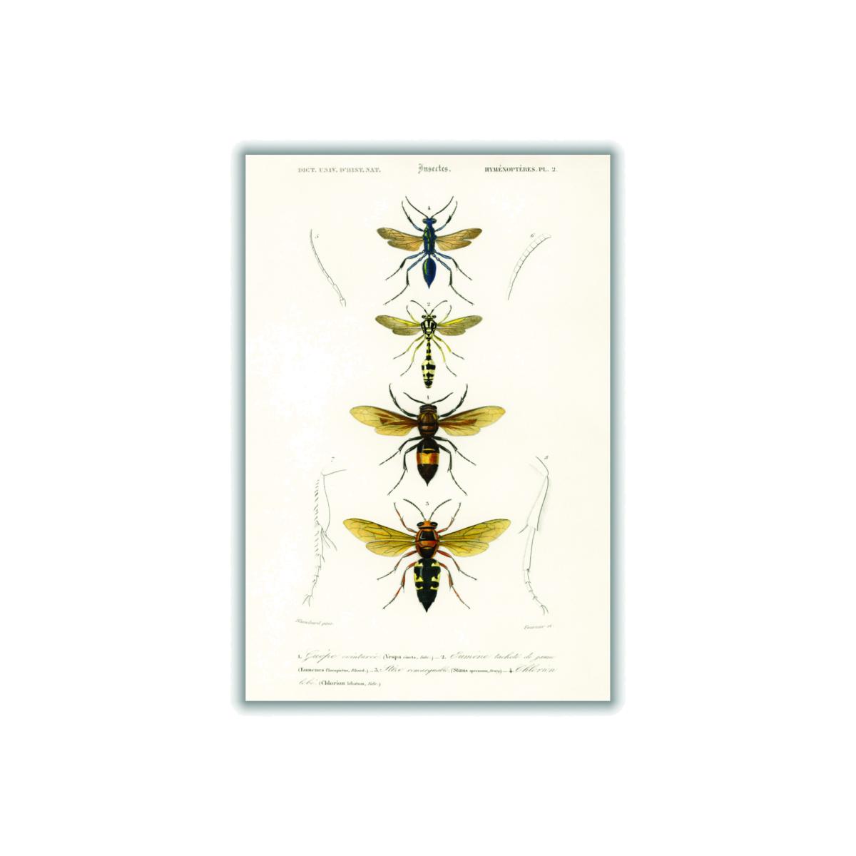 Neutrals Natural History - Different Types Of Wasps Medium Stanley Print House – image 1