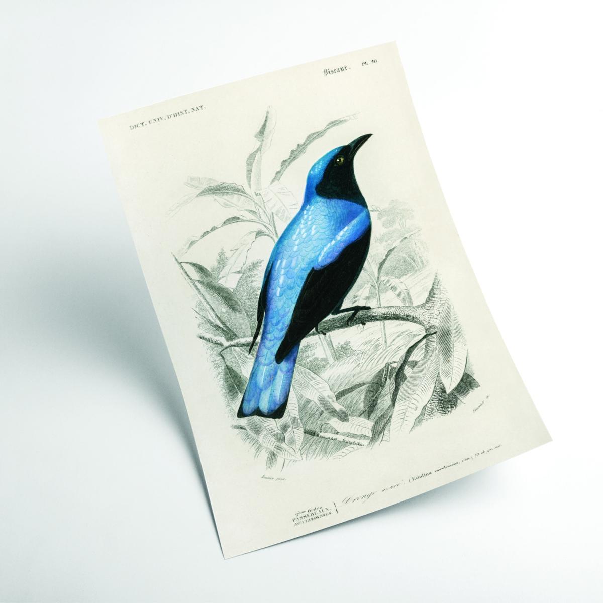 Blue Square-Tailed Drongo Large Stanley Print House – image 2