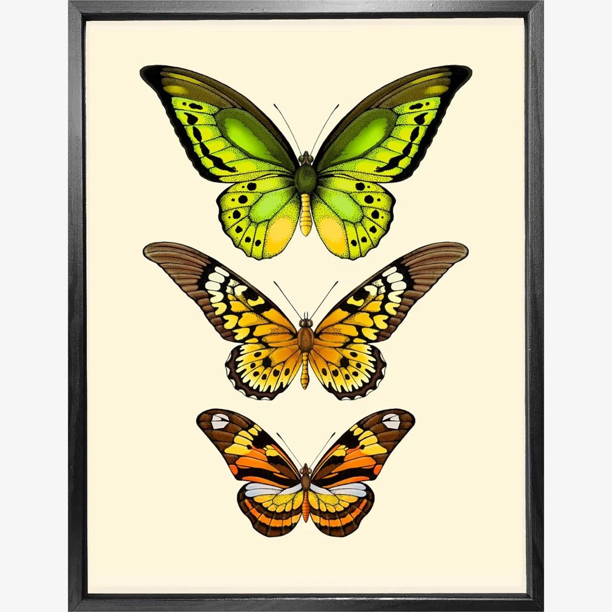 'Antique Tropical Butterflies Vi' Fine Art Print A3 Emily Carter