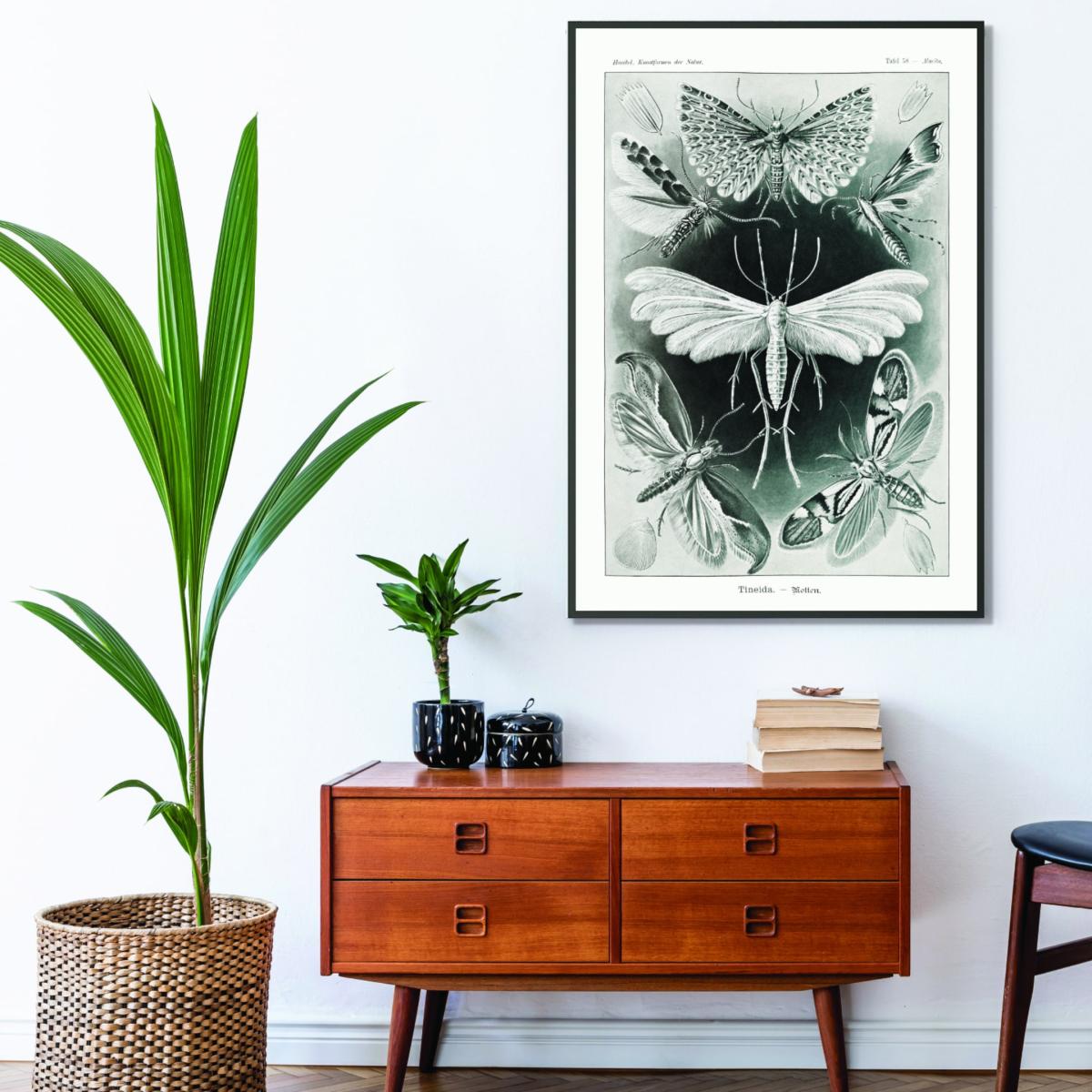 Grey Tineida-Motten By Ernst Haeckel A4 210 X 297Mm Stanley Print House – image 3