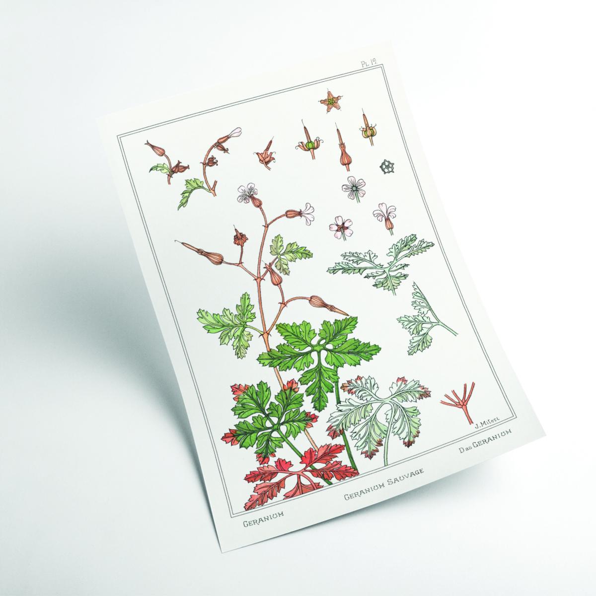 Geranium Sauvage Print By Maurice Pillard Verneuil A2 420 X 594Mm Stanley Print House – image 2