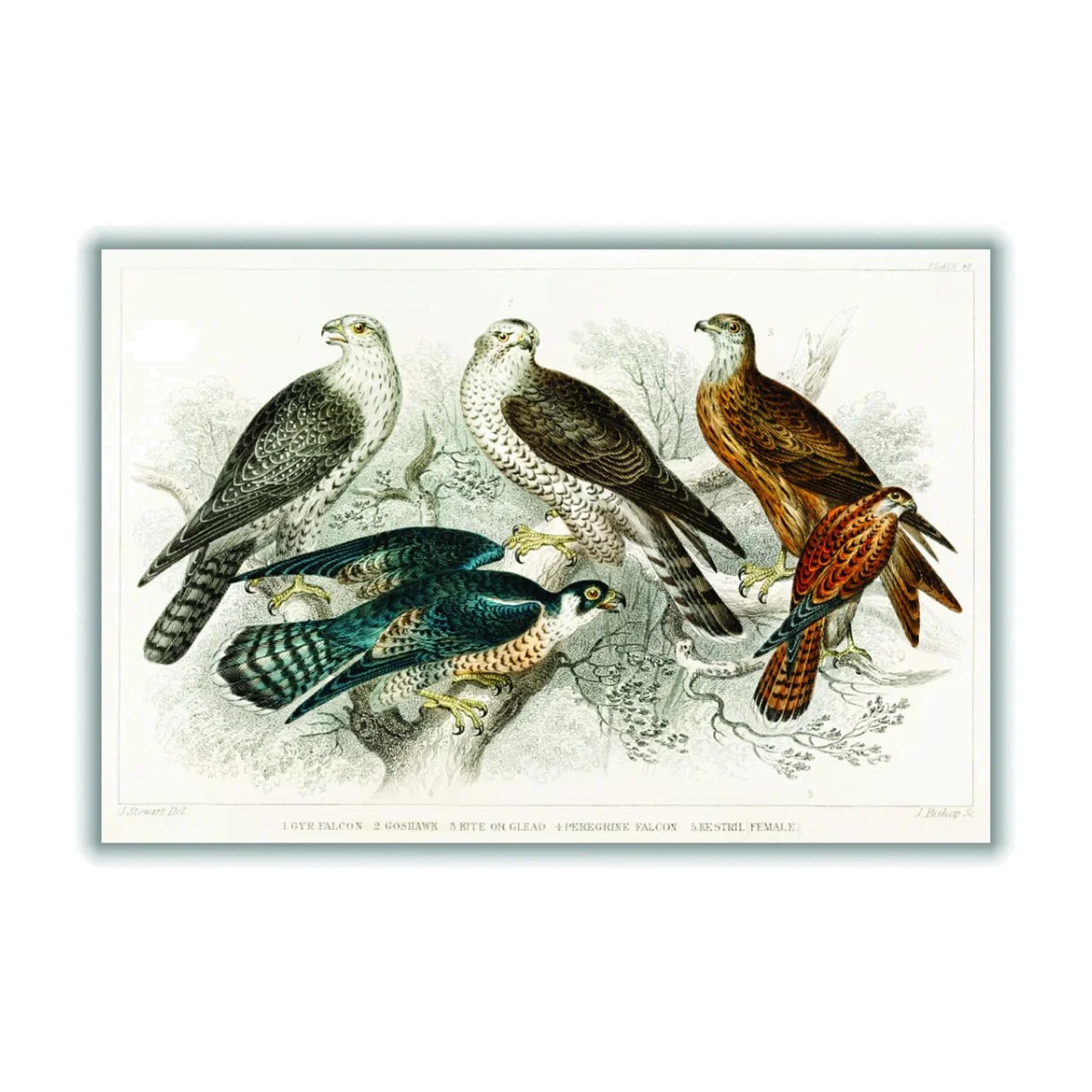 Various Birds Of Prey Medium Stanley Print House – image 1