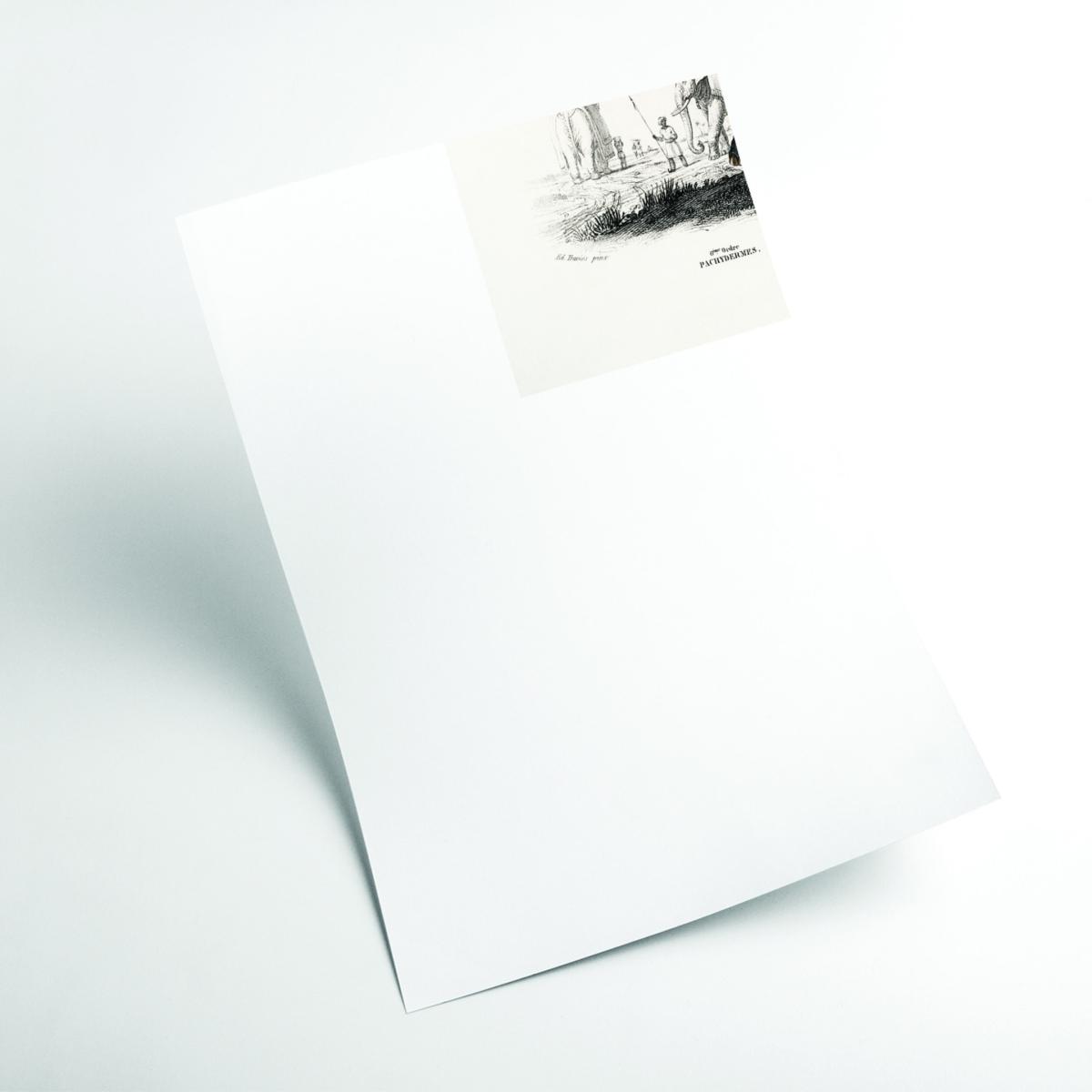 Grey Elephant Xxs Stanley Print House – image 2