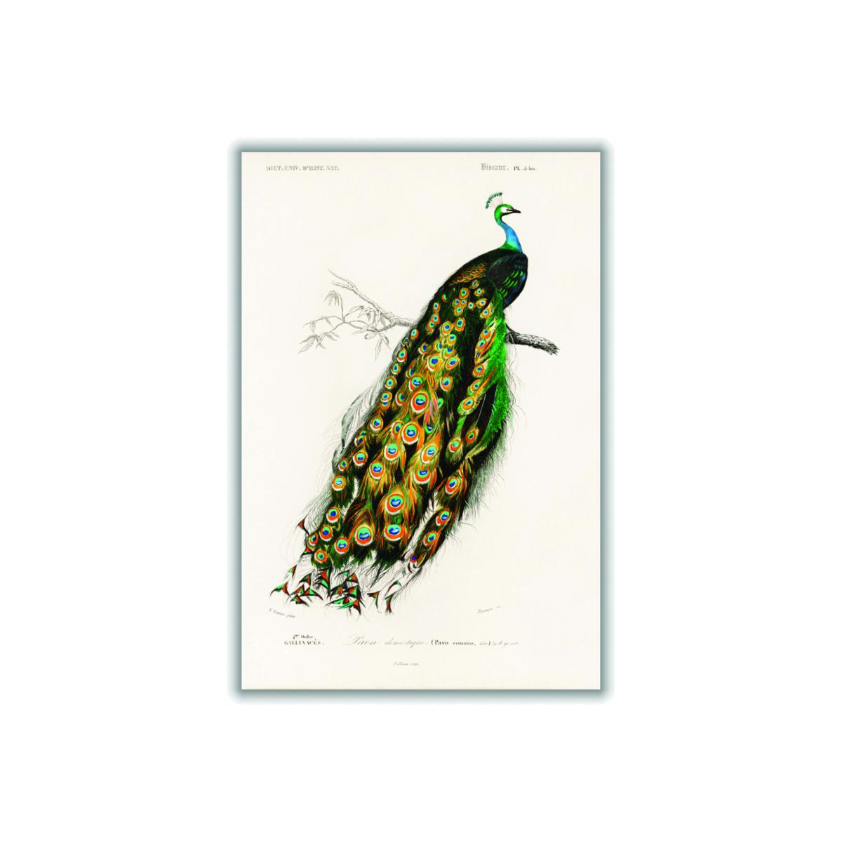 Green Peacock Illustration Large Stanley Print House – image 1