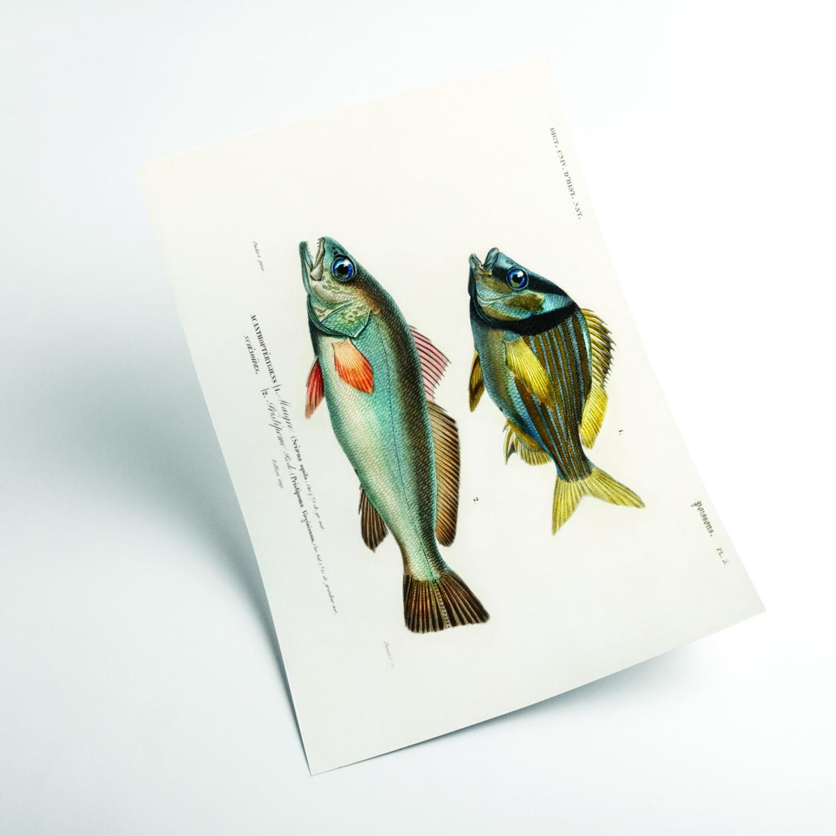 Porkfish A4 210 X 297Mm Stanley Print House – image 2