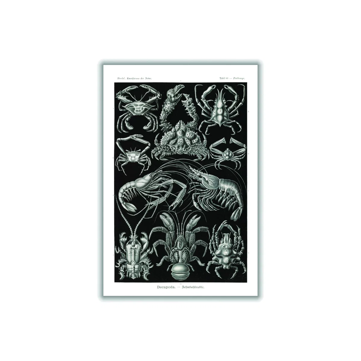 Black Decapoda-Behnfukkreble By Ernst Haeckel A4 210 X 297Mm Stanley Print House – image 1