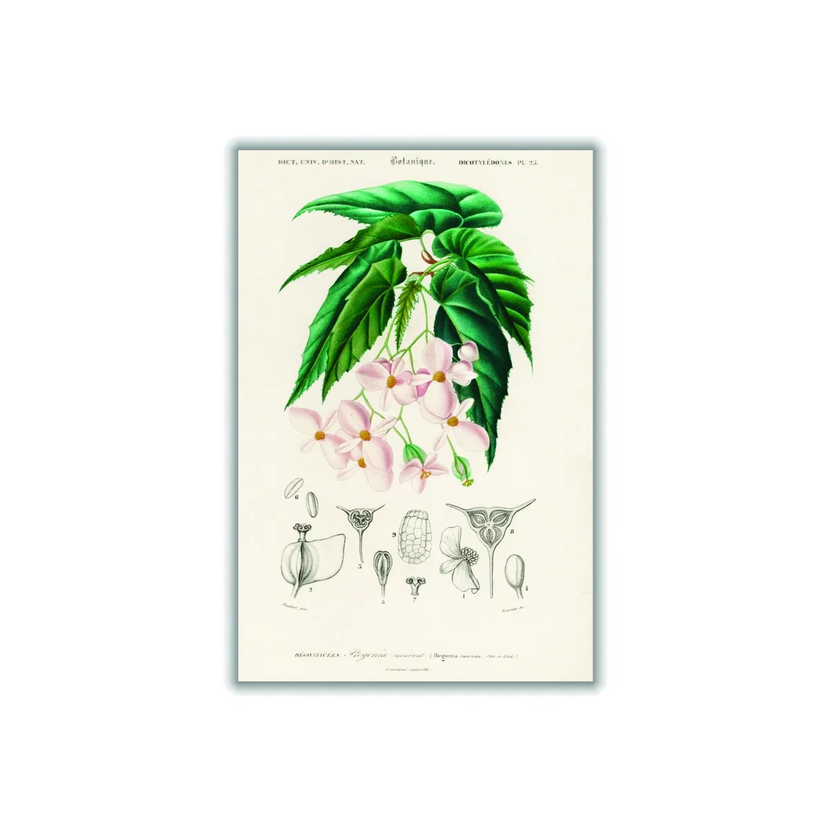 Green Begonia Extra Small Stanley Print House – image 1