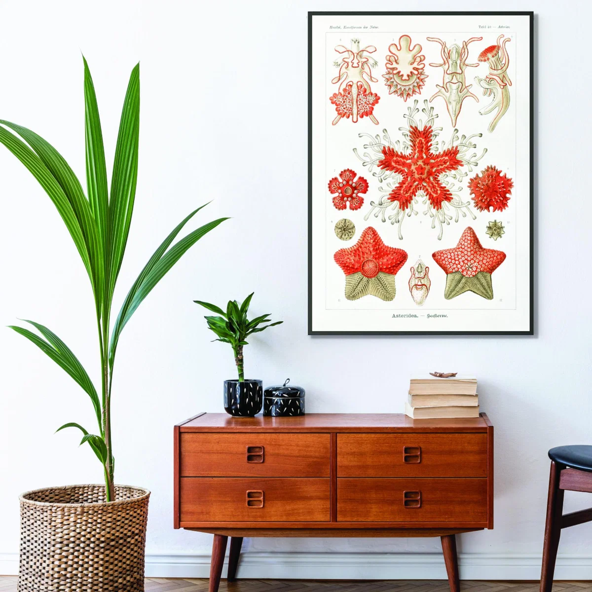 Yellow / Orange Asteridea-Seesterne By Ernst Haeckel A2 420 X 594Mm Stanley Print House – image 3