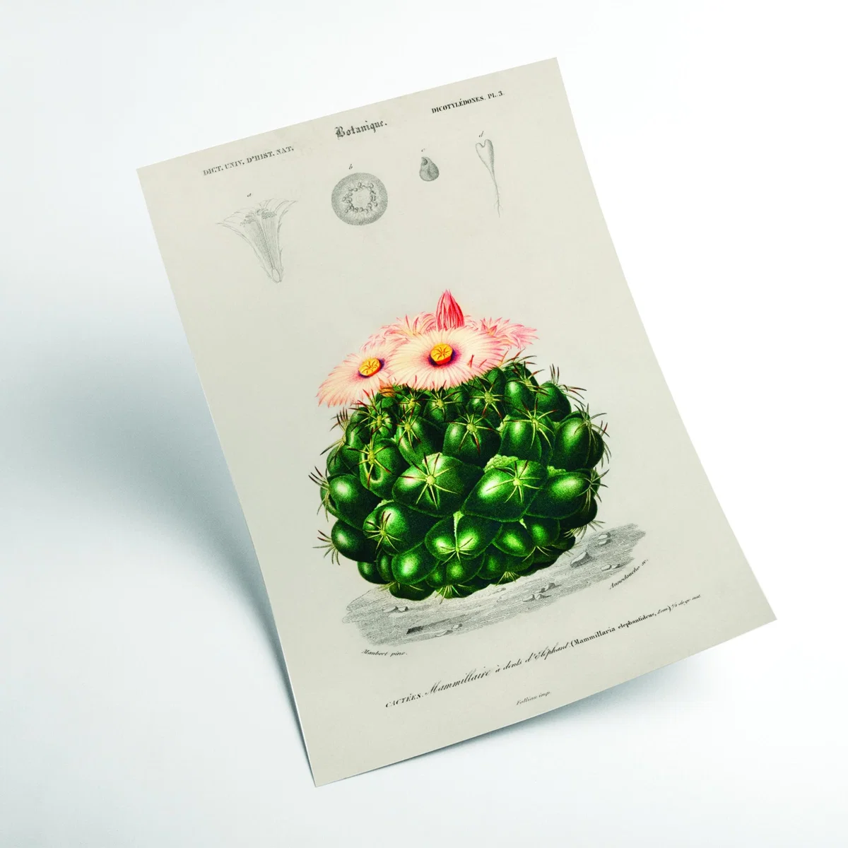 Green Starry Ball Xxs Stanley Print House – image 2