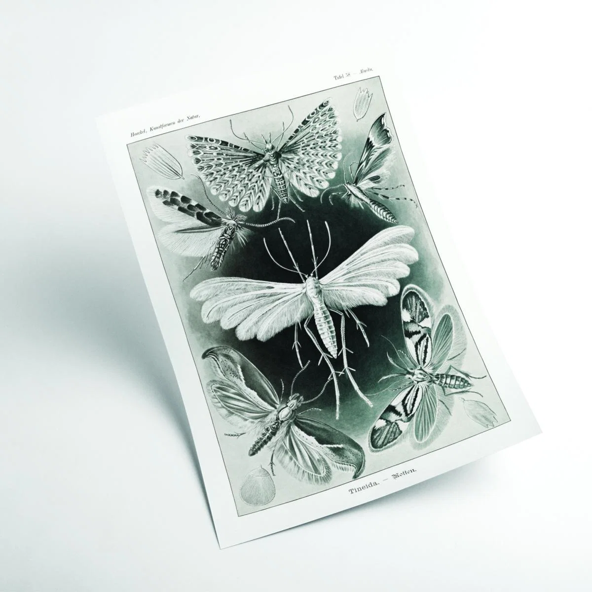 Grey Tineida-Motten By Ernst Haeckel Extra Large Stanley Print House – image 2