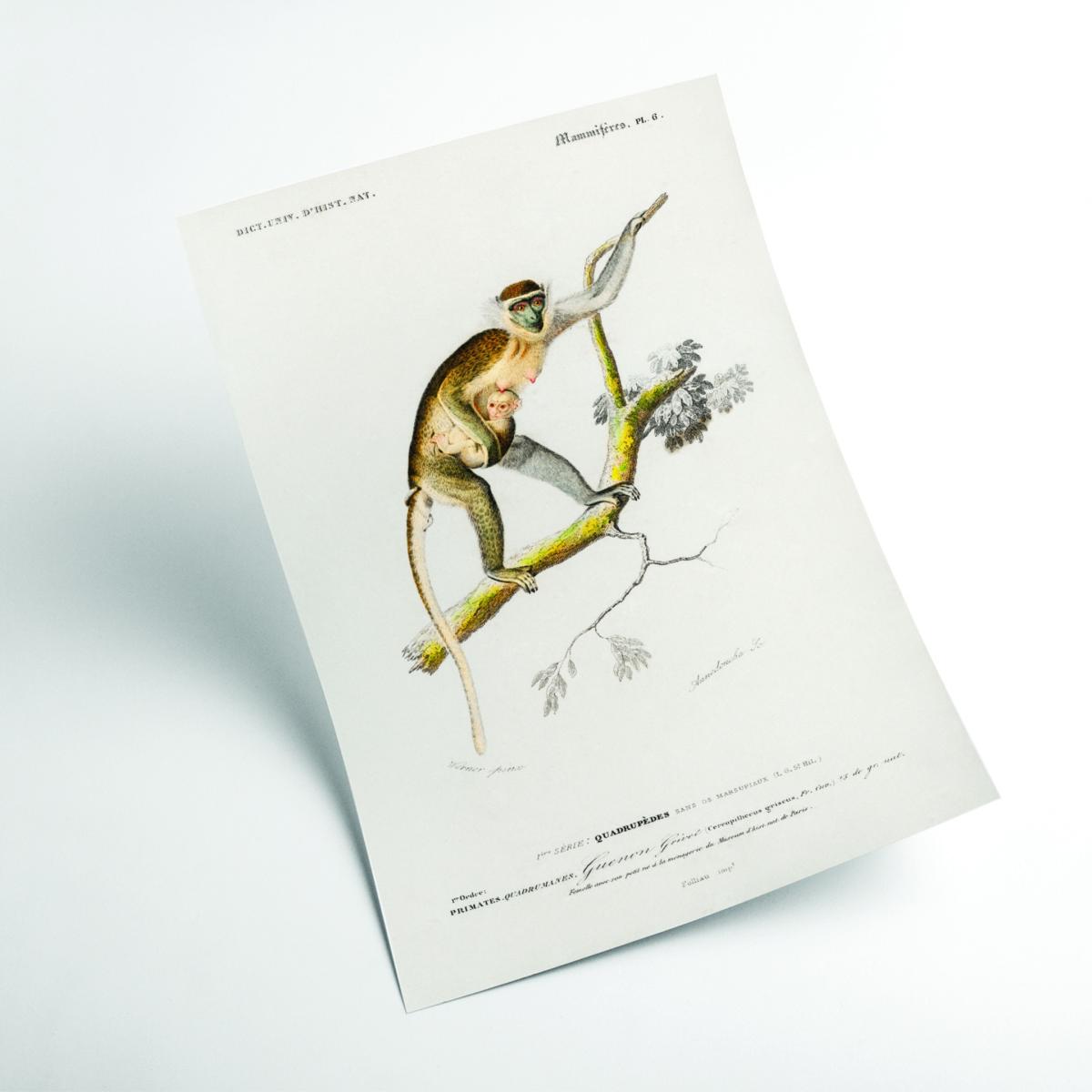 Brown Cercopithecus Griseus Print A1 594 X 841Mm Stanley Print House – image 2