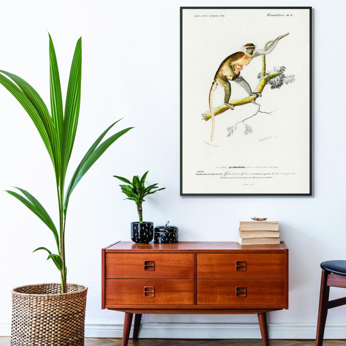 Brown Cercopithecus Griseus Print A1 594 X 841Mm Stanley Print House – image 3
