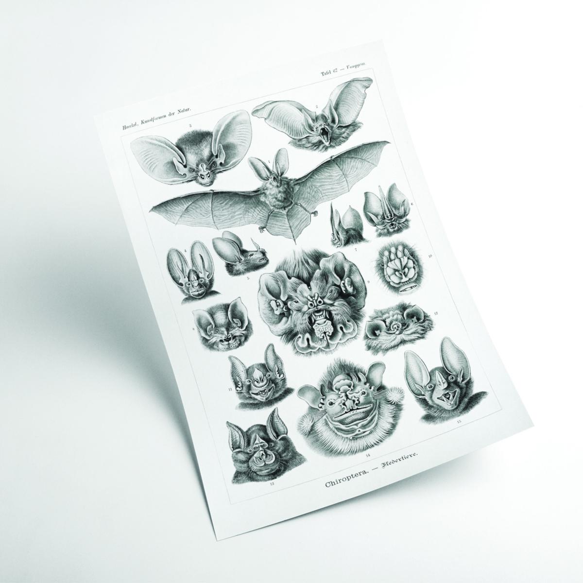 Grey Chiroptera-Fledertiere By Ernst Haeckel A2 420 X 594Mm Stanley Print House – image 2