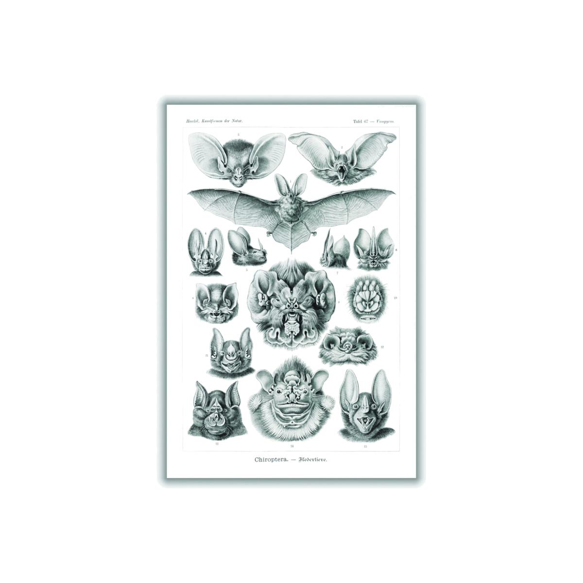 Grey Chiroptera-Fledertiere By Ernst Haeckel A2 420 X 594Mm Stanley Print House – image 1