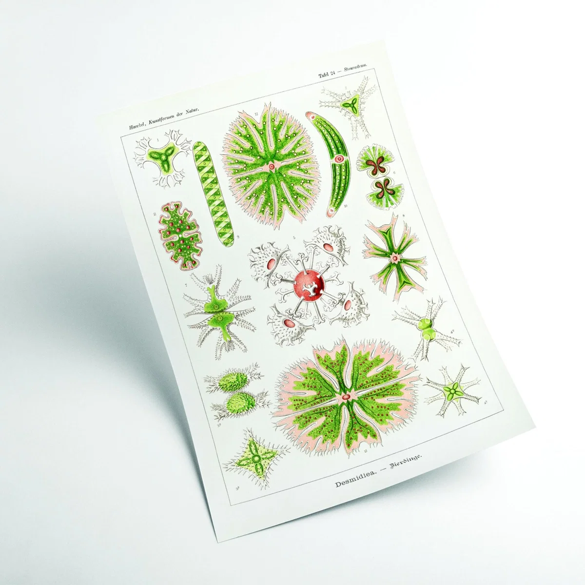 Green Desmidiea-Bierdinge By Ernst Haeckel A1 594 X 841Mm Stanley Print House – image 2