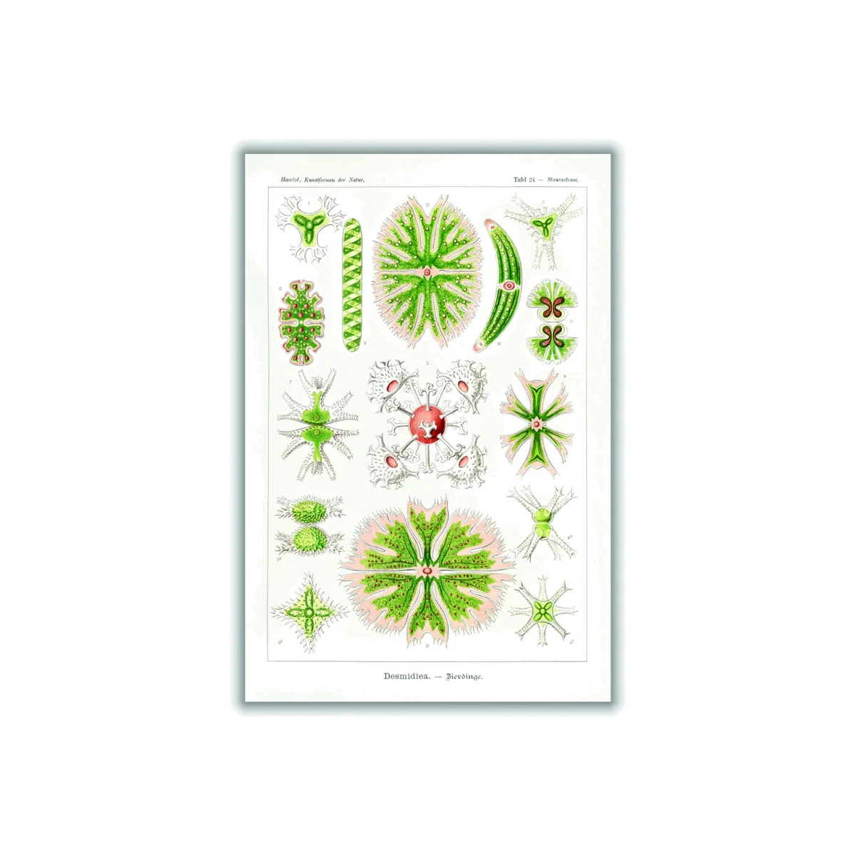 Green Desmidiea-Bierdinge By Ernst Haeckel A1 594 X 841Mm Stanley Print House – image 1