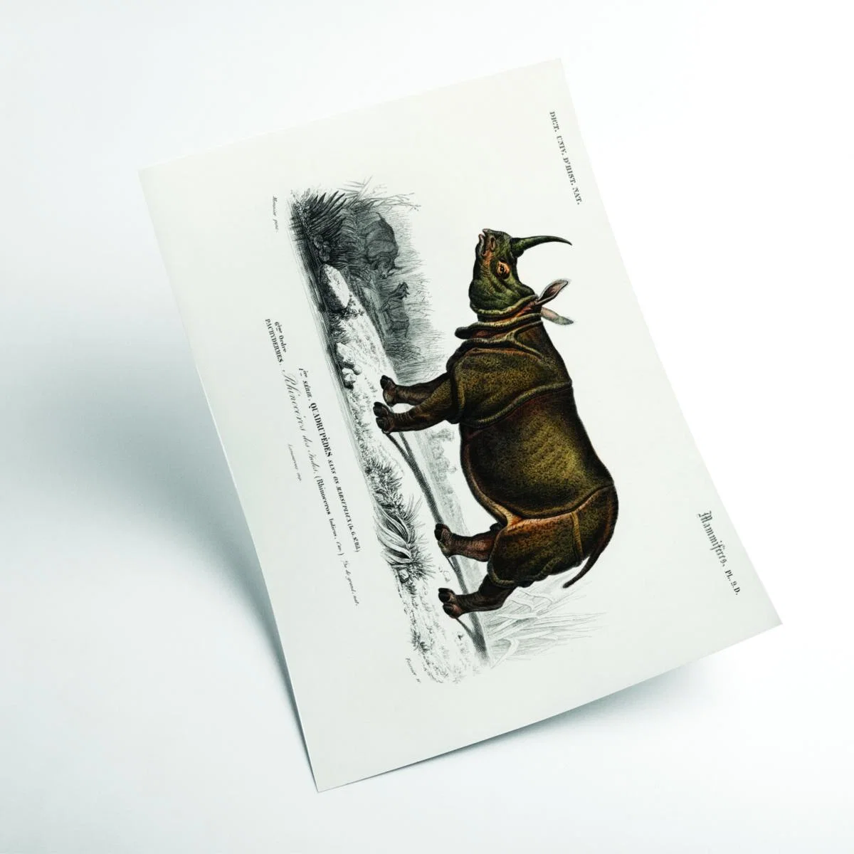 Brown Indian Rhinoceros A4 210 X 297Mm Stanley Print House – image 2