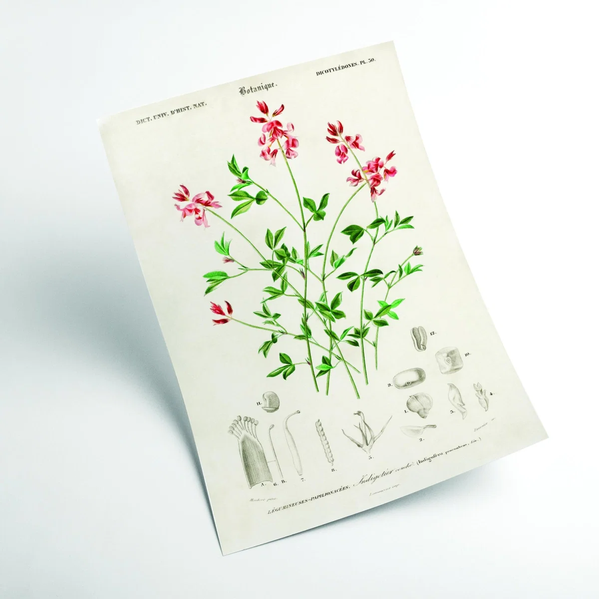 Indigofera Procumbens Print A2 420 X 594Mm Stanley Print House – image 2