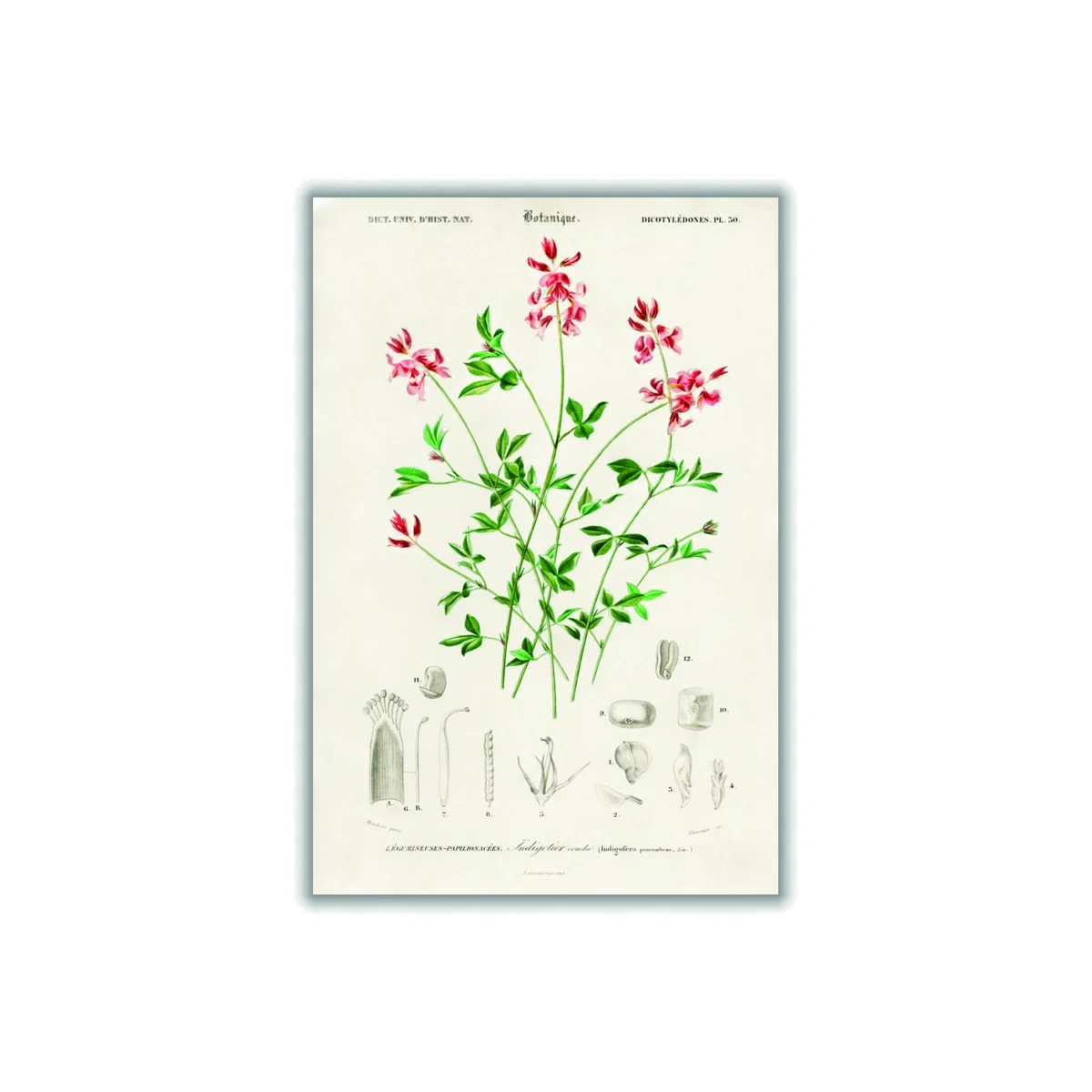 Indigofera Procumbens Print A2 420 X 594Mm Stanley Print House – image 1