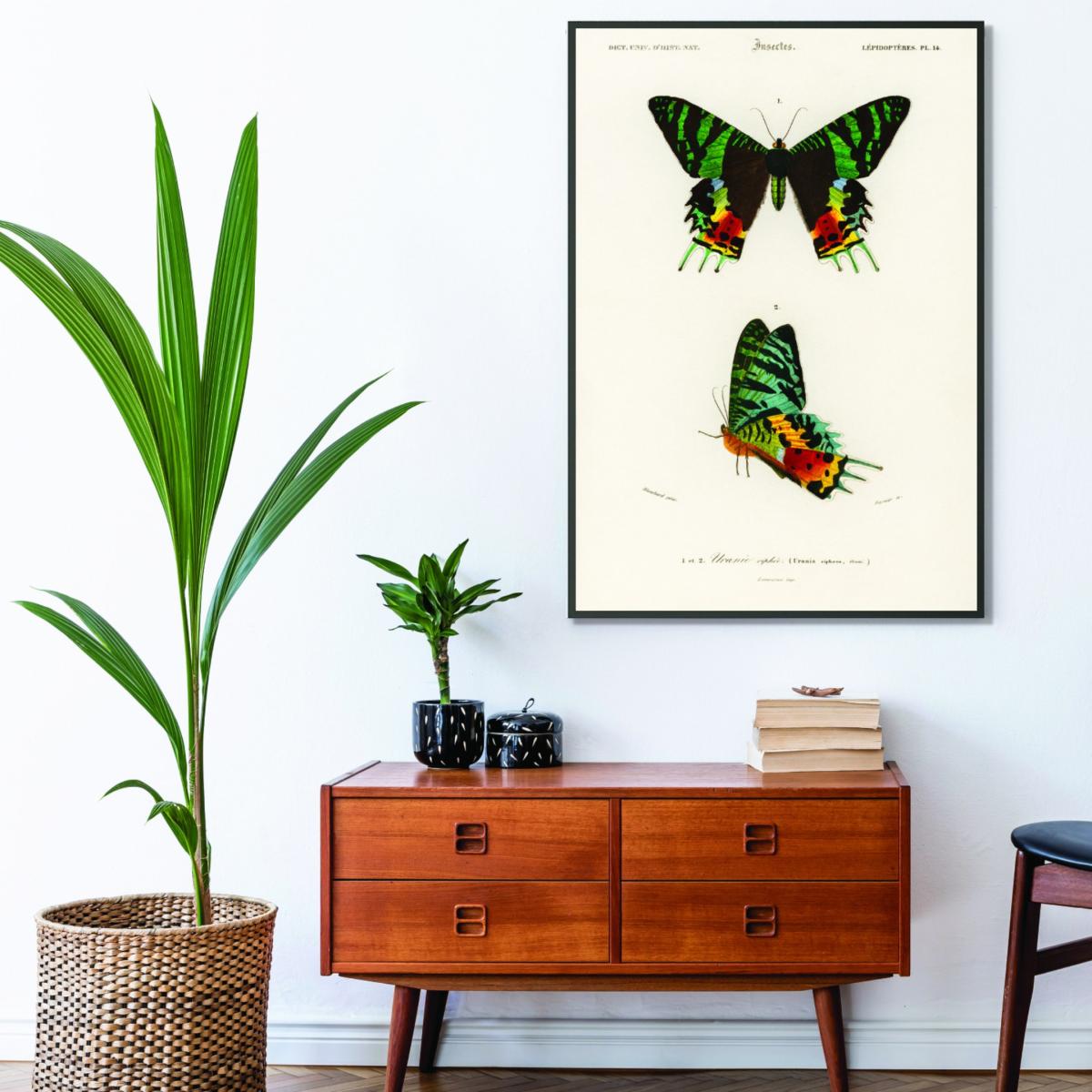 Madagascan Sunset Moth A1 594 X 841Mm Stanley Print House – image 3