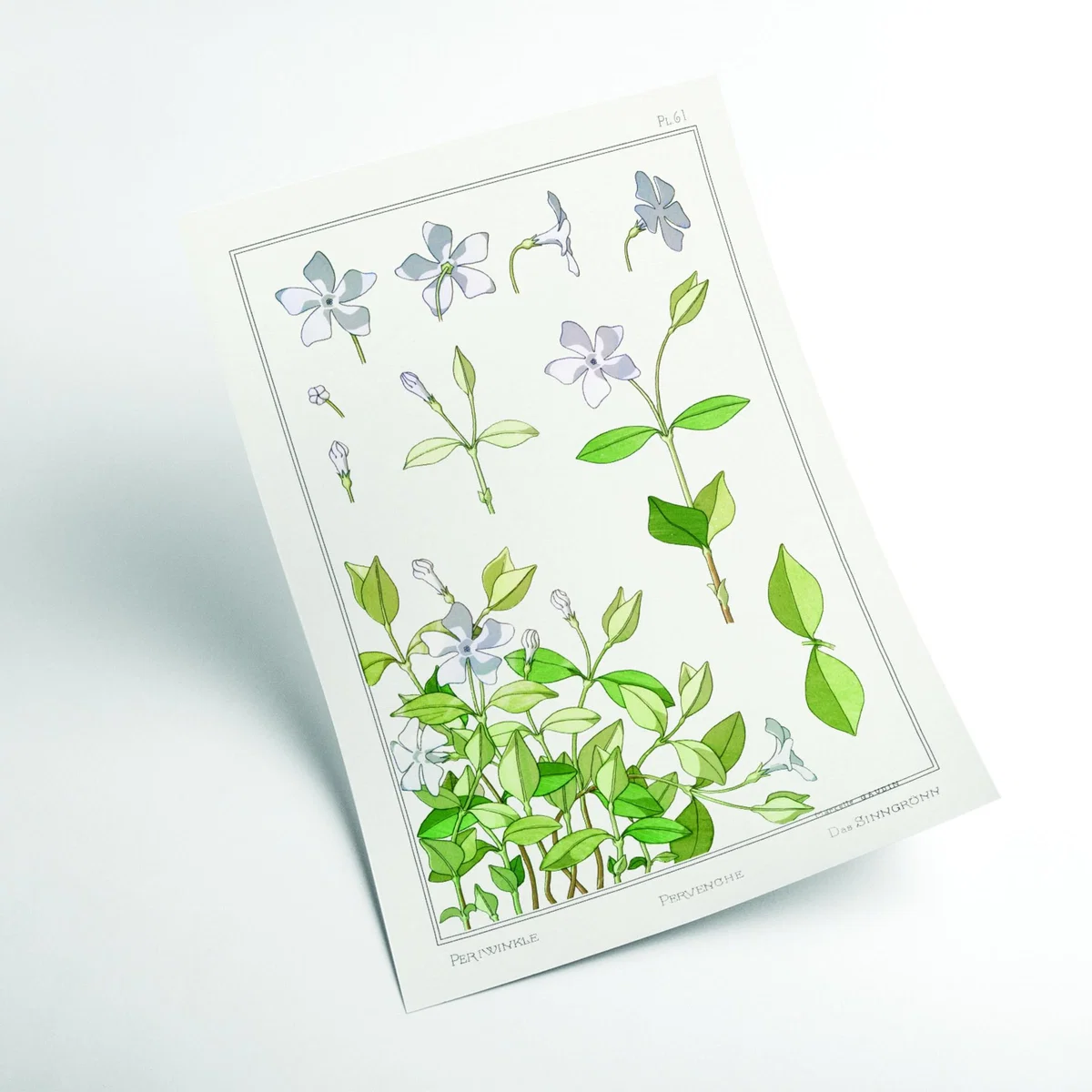 Green Pervenche Periwinkle By Maurice Pillard Verneuil A2 420 X 594Mm Stanley Print House – image 2
