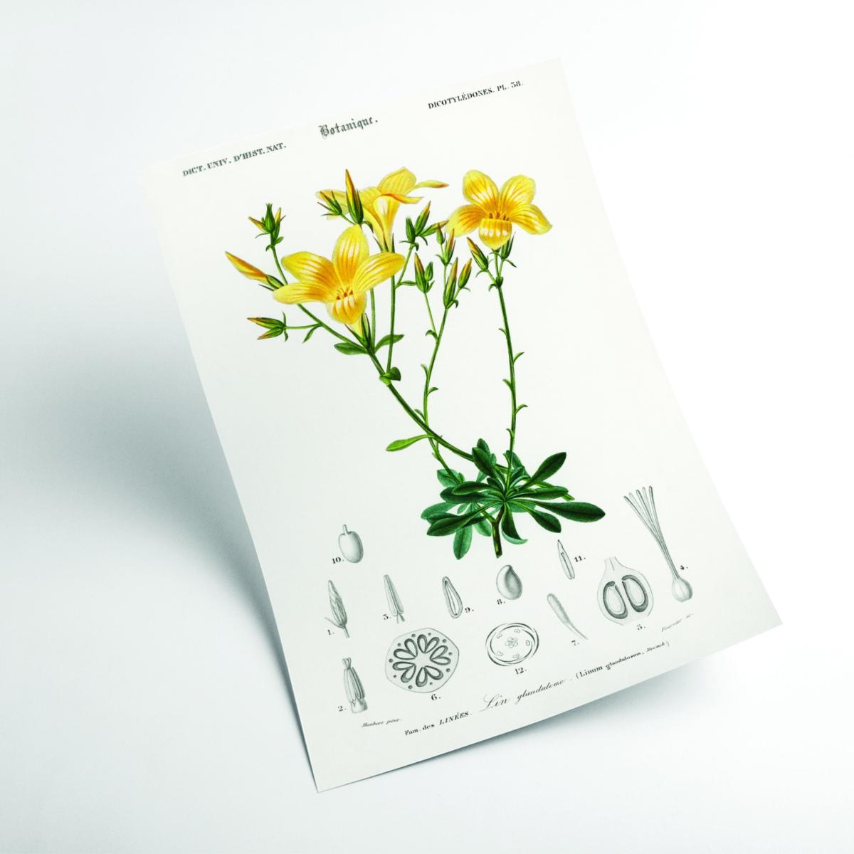 Yellow / Orange Yellow Flax Extra Small Stanley Print House – image 2