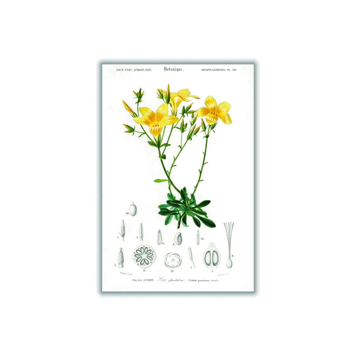 Yellow / Orange Yellow Flax Extra Small Stanley Print House – image 1