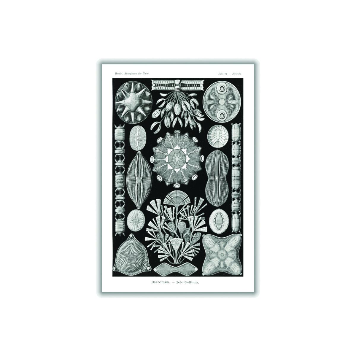 Black Diatomea-Schachtellinge By Ernst Haeckel A2 420 X 594Mm Stanley Print House – image 1