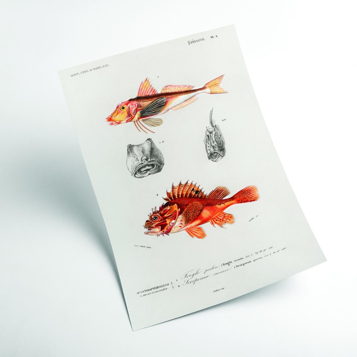 Yellow / Orange Natural History - Different Types Of Fish 3 Medium Stanley Print House – image 2