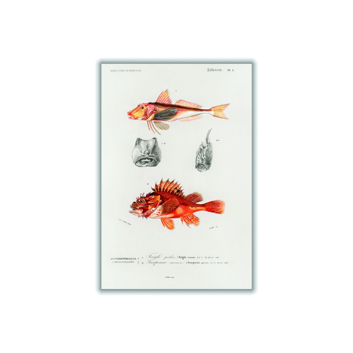 Yellow / Orange Natural History - Different Types Of Fish 3 Medium Stanley Print House – image 1