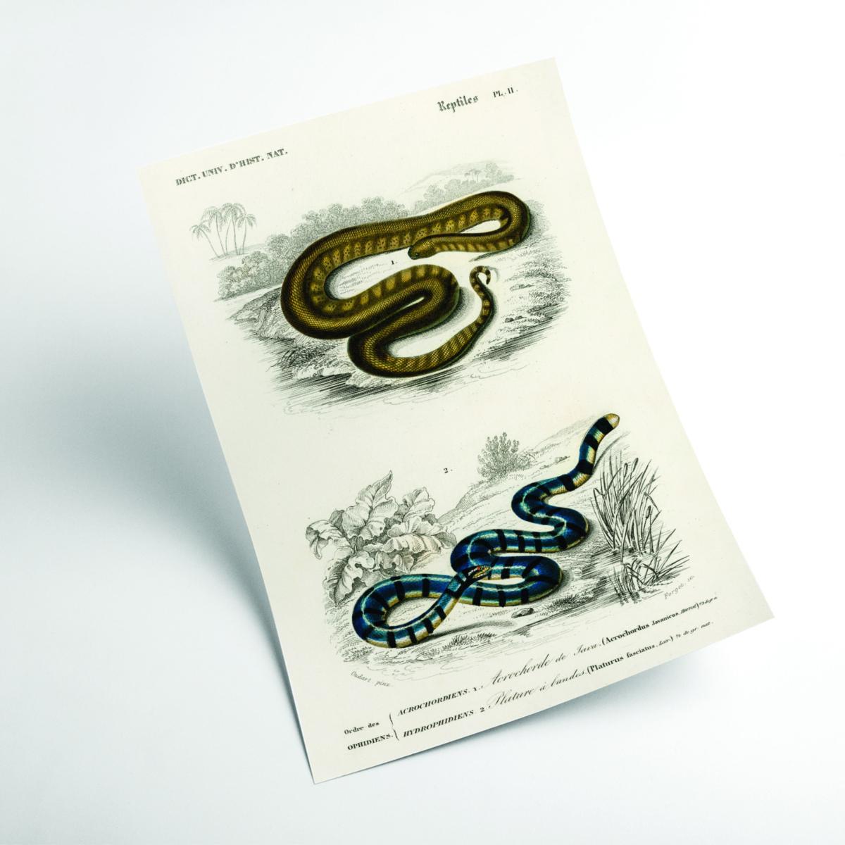 Natural History - Different Types Of Snakes 2 A4 210 X 297Mm Stanley Print House – image 2