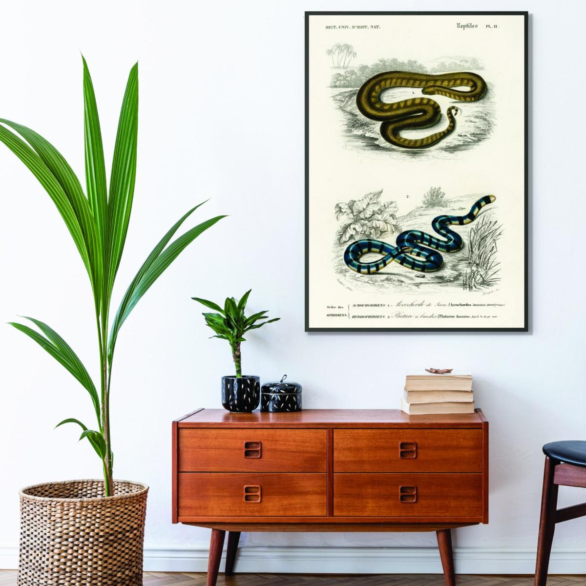 Natural History - Different Types Of Snakes 2 A4 210 X 297Mm Stanley Print House – image 3