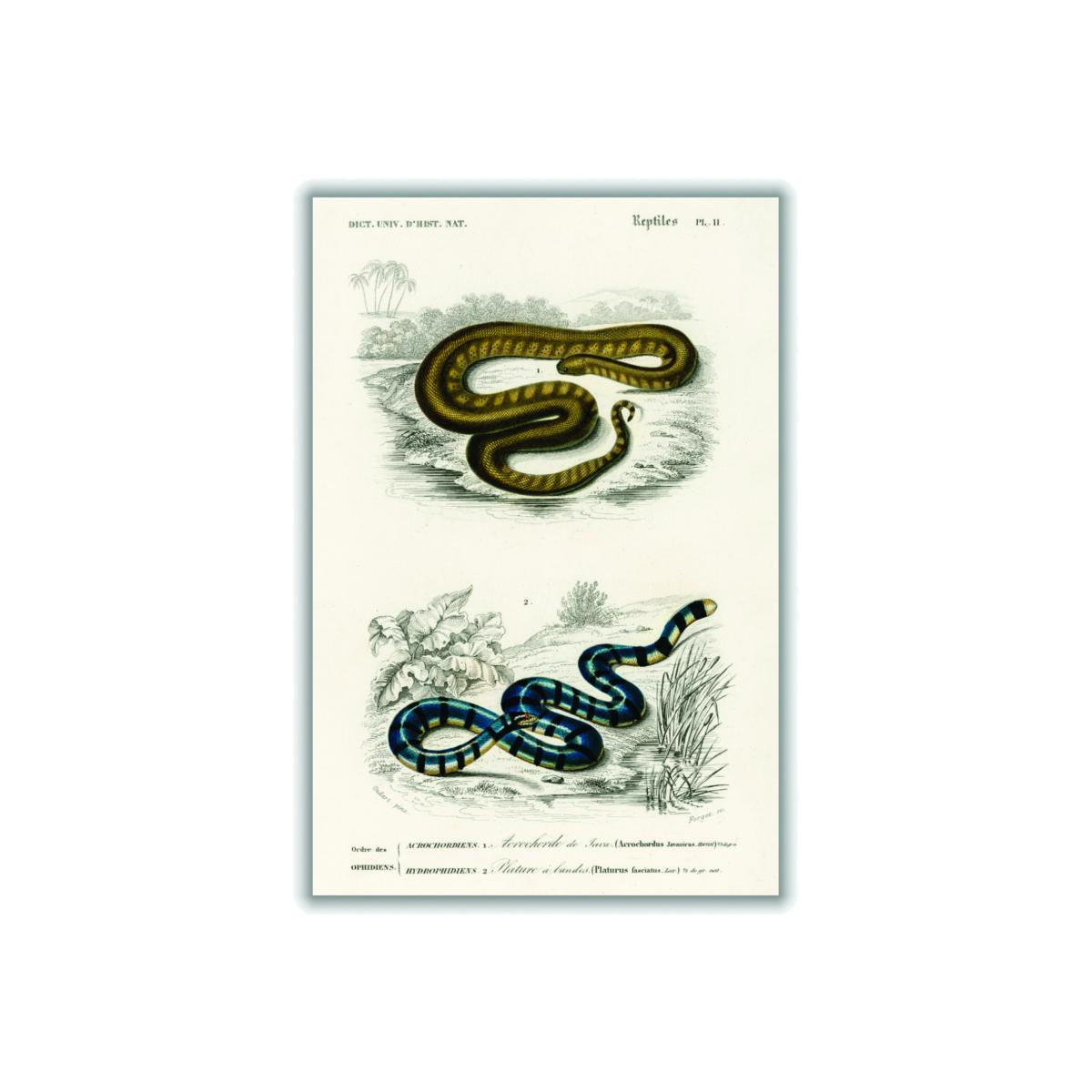 Natural History - Different Types Of Snakes 2 A4 210 X 297Mm Stanley Print House – image 1