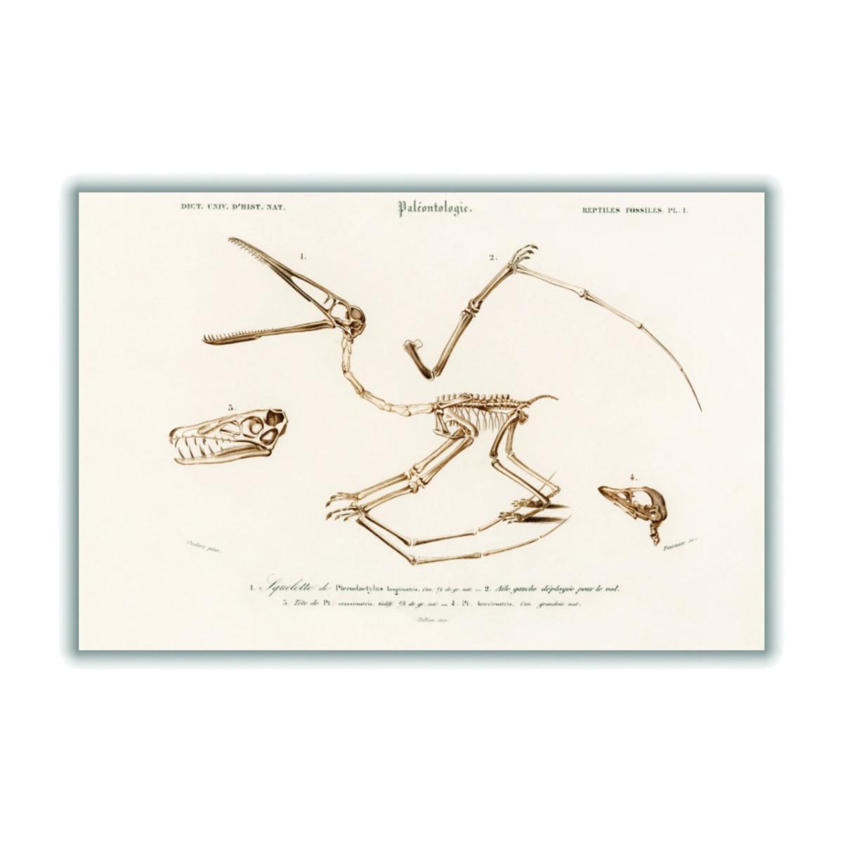Neutrals Pterosaur Medium Stanley Print House – image 1