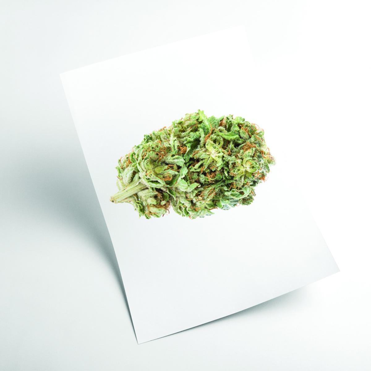 Green Girl Scout Cookies Bud A4 210 X 297Mm Stanley Print House – image 2